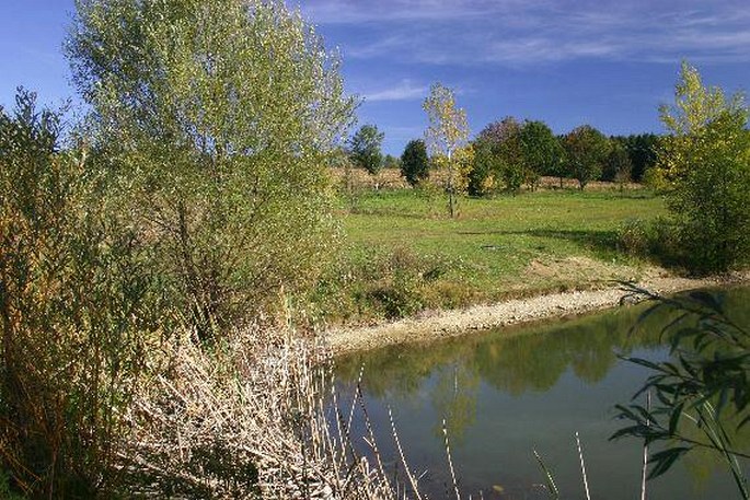 Typha shuttleworthii