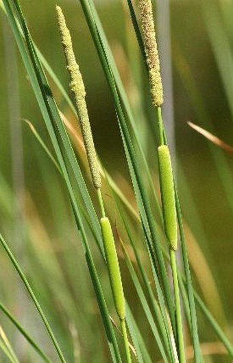 Typha laxmannii