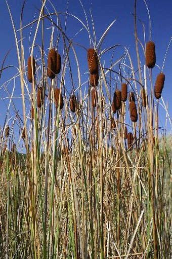 Typha laxmannii