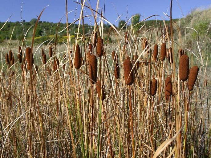 TYPHA LAXMANNII Lepech. – orobinec sítinovitý / pálka Laxmannova