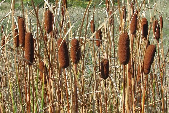 Typha laxmannii