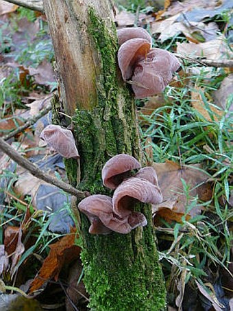 Auricularia auricula-judae