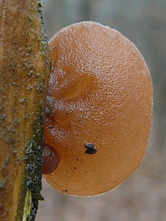 Auricularia auricula-judae