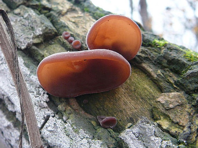 Auricularia auricula-judae