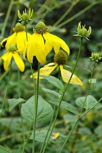 Rudbeckia laciniata