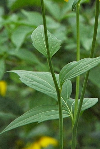 Rudbeckia laciniata