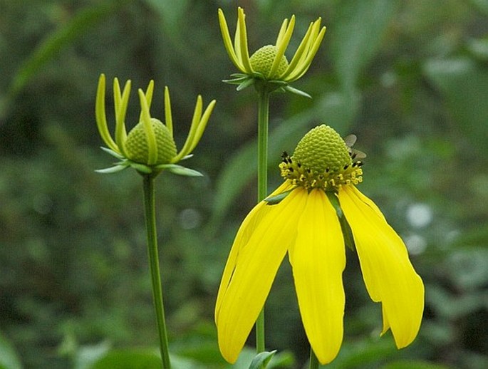 RUDBECKIA LACINIATA L. – třapatka dřípatá / rudbekia strapatá