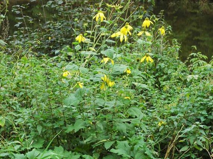 Rudbeckia laciniata