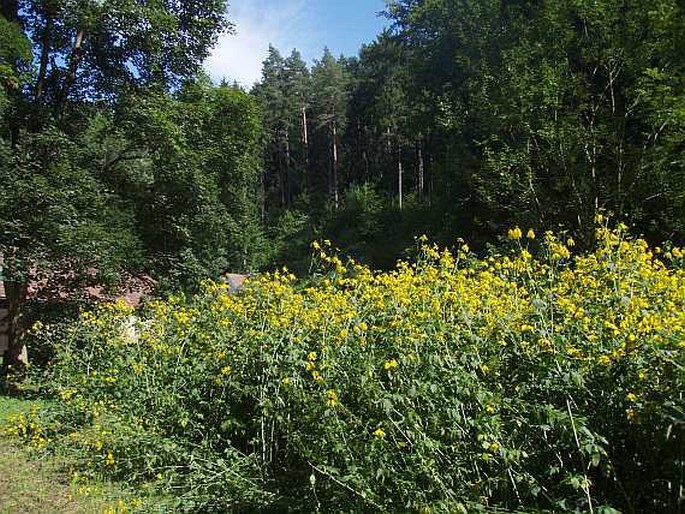 Rudbeckia laciniata