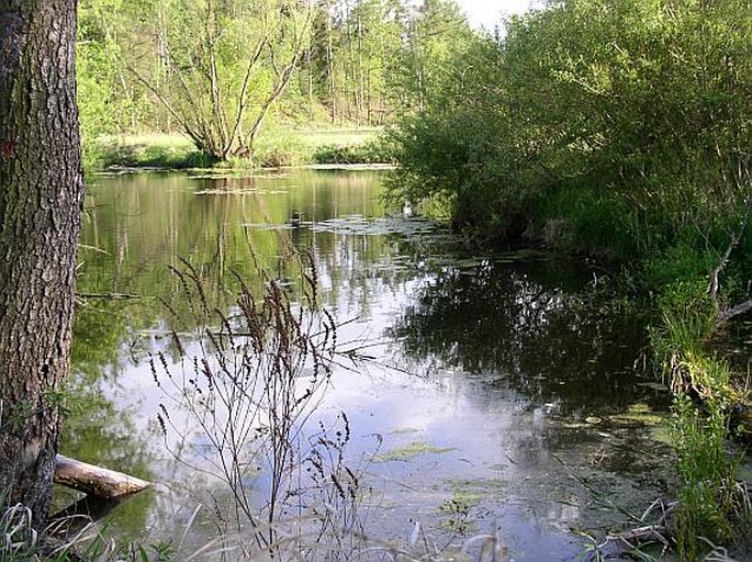 Plzeňská pahorkatina, Stará Úhlava - přírodní památka