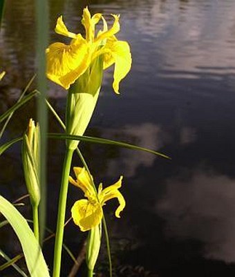 Iris pseudacorus