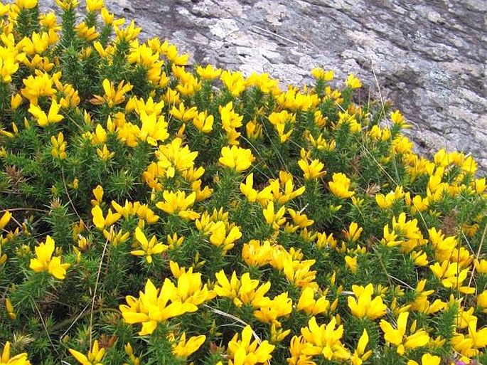 Ulex gallii