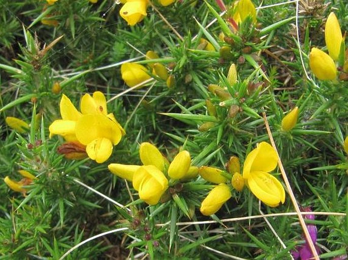 Ulex gallii