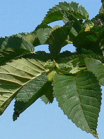 Ulmus minor