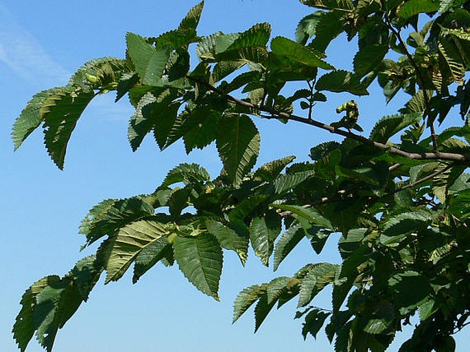 Ulmus minor