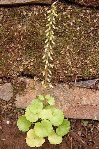 Umbilicus rupestris