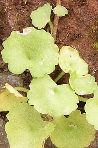 Umbilicus rupestris