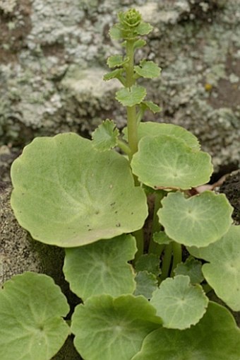 Umbilicus schmidtii