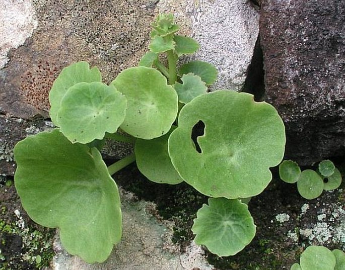 UMBILICUS SCHMIDTII Bolle - cimbálek