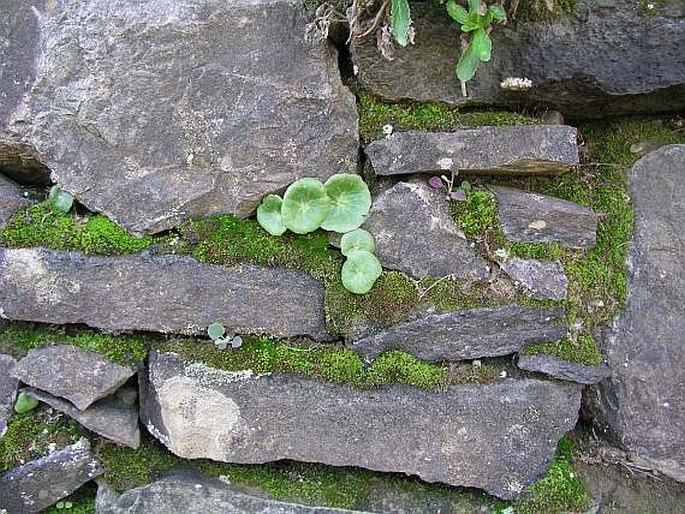 Umbilicus schmidtii