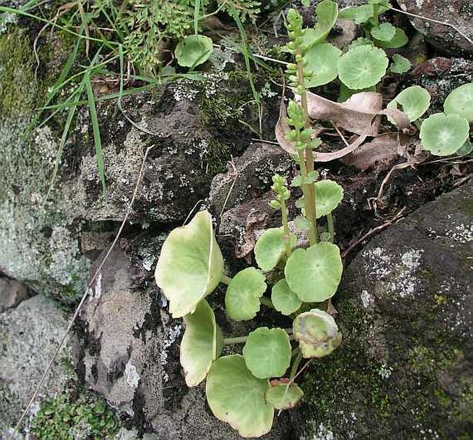 Umbilicus schmidtii