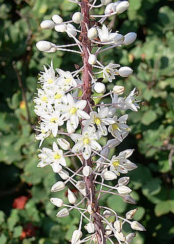 Drimia maritima