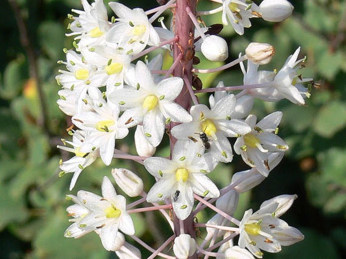 DRIMIA MARITIMA (L.) Stearn