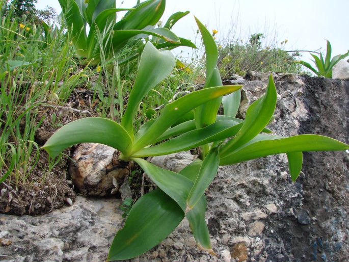 Drimia maritima