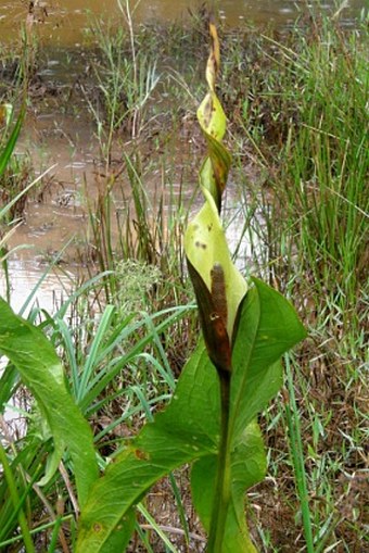 Urospatha friedrichsthalii