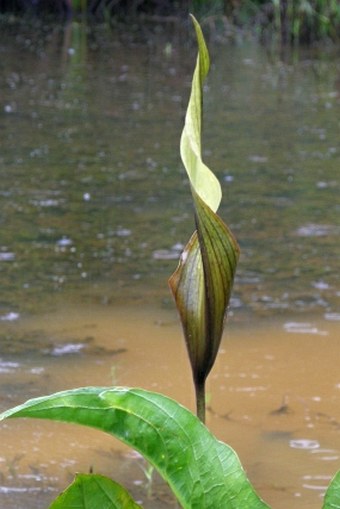 Urospatha friedrichsthalii