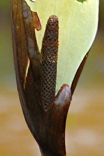 Urospatha friedrichsthalii