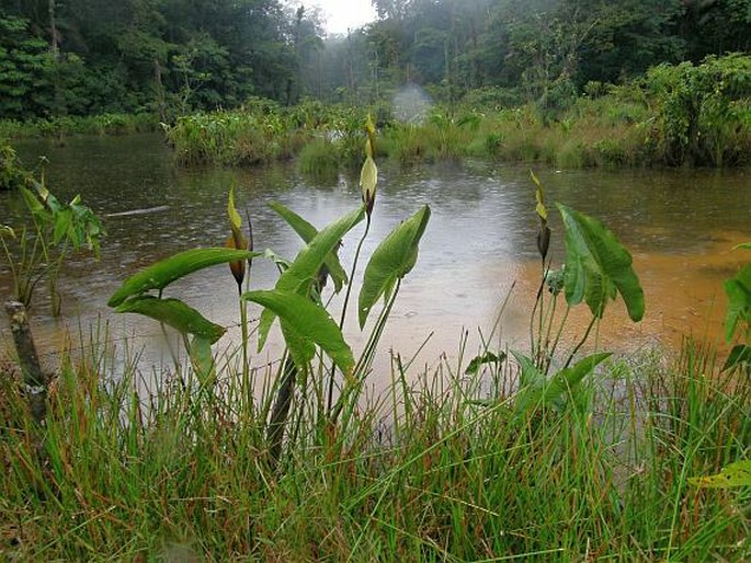 Urospatha friedrichsthalii