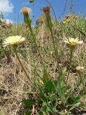 Urospermum dalechampii