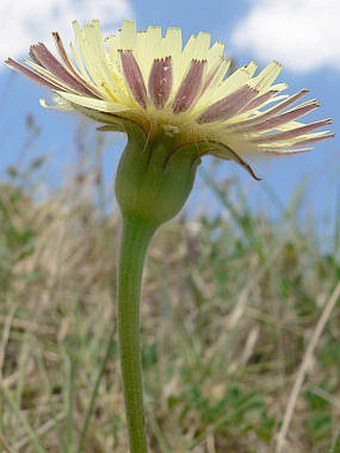 Urospermum dalechampii