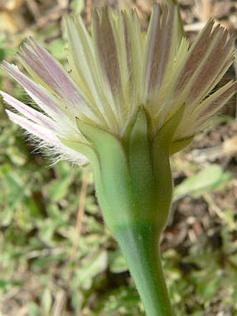 Urospermum dalechampii