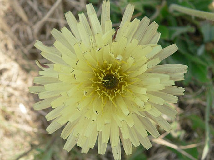 Urospermum dalechampii