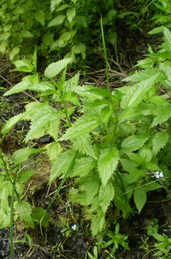 Urtica kioviensis