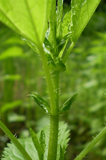 Urtica kioviensis