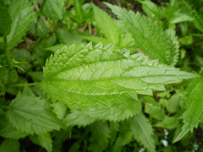 Urtica kioviensis