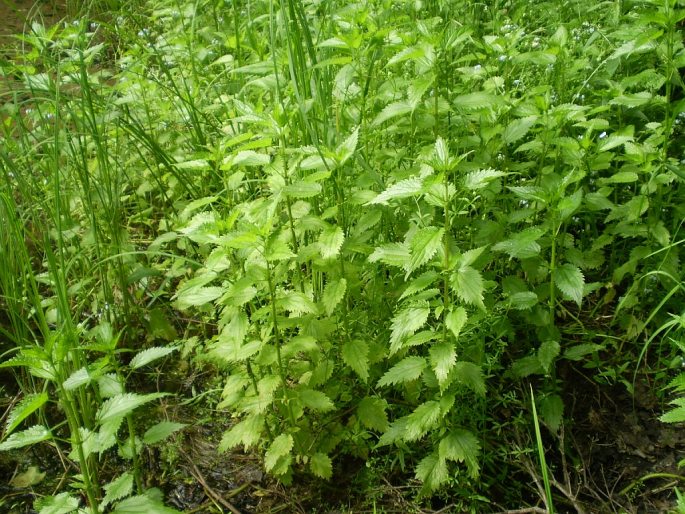 Urtica kioviensis