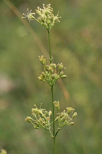 Silene otites