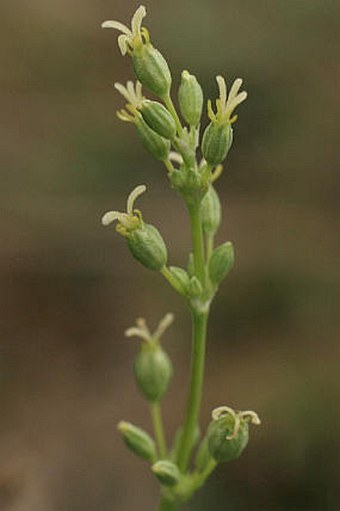 Silene otites