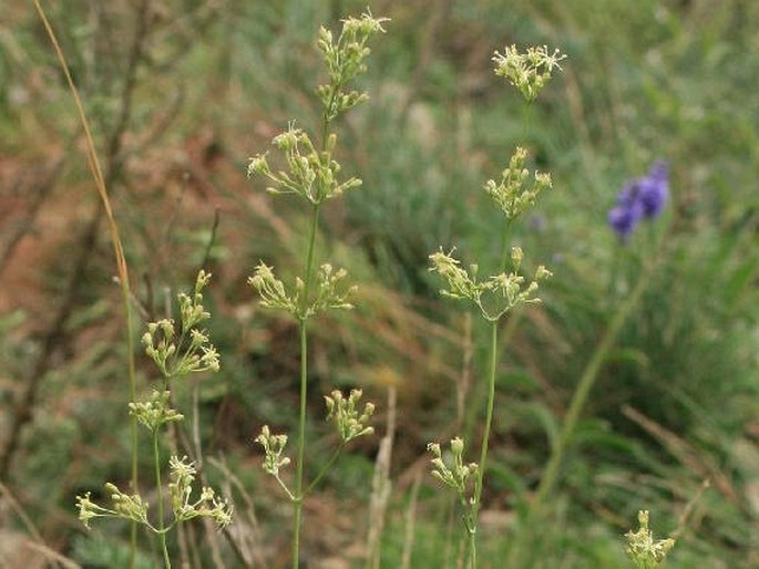 SILENE OTITES (L.) Wib. – silenka ušnice / silenka uškatá