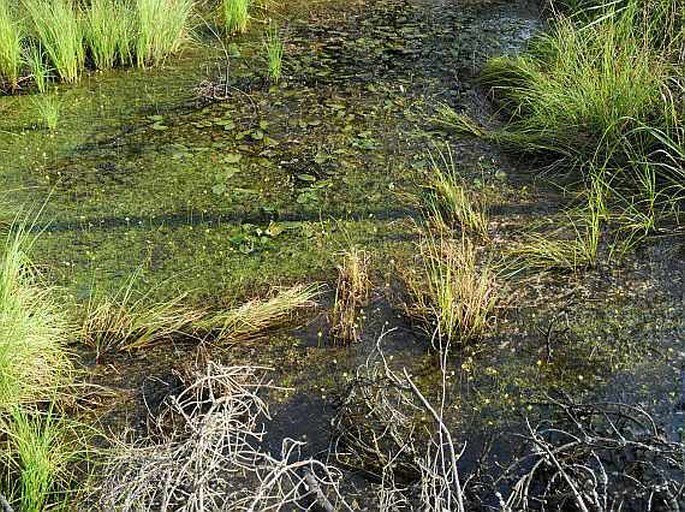 Utricularia bremii