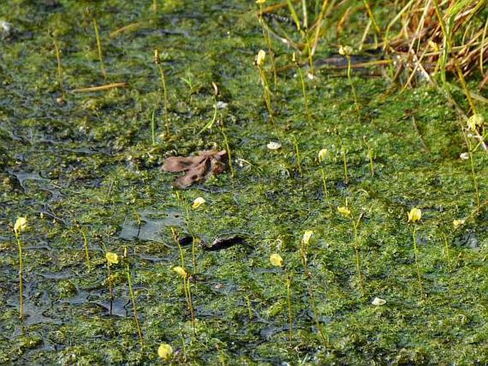 Utricularia bremii