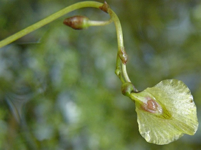 Utricularia bremii