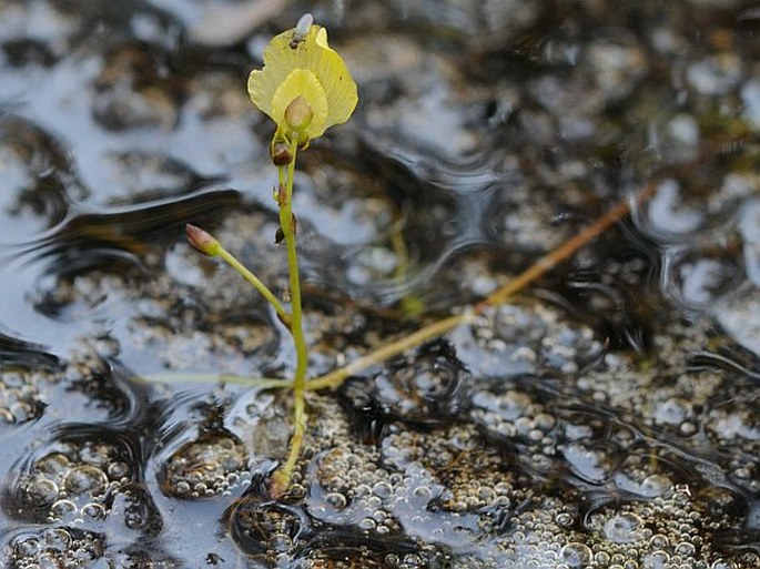 Utricularia bremii