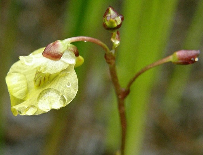 Utricularia bremii