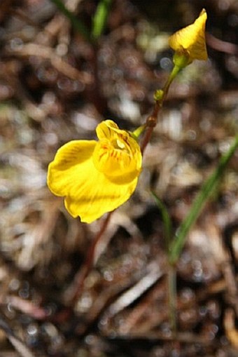 Utricularia intermedia