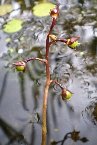 Utricularia vulgaris